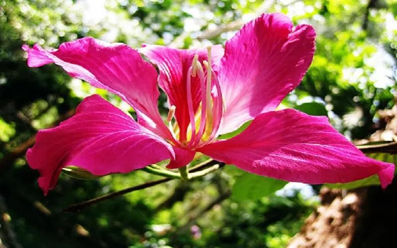 Hoa ban đỏ, biểu tượng rực rỡ của vùng Tây Bắc, mang trong mình vẻ đẹp nhẹ nhàng nhưng không kém phần lôi cuốn, được nhiều người yêu thích bởi sự thanh thoát và dịu dàng. Loài hoa này không chỉ là một phần của thiên nhiên mà còn là một phần không thể thiếu trong không gian sống, nơi mà sắc đỏ thắm của hoa ban có thể nở rộ suốt quanh năm, tô điểm cho cảnh vật thêm phần huyền bí và đầy sức sống.