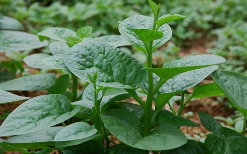 Trồng 7 loại cây này từ cành, bạn sẽ luôn có rau tươi ngon cả năm