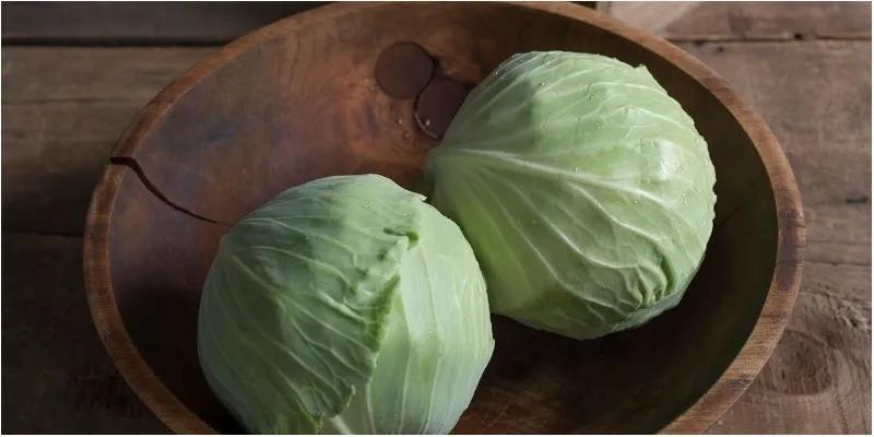 Những công dụng tuyệt vời ít ai ngờ tới từ lá bắp cải