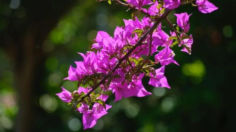 Liệu hoa giấy có thể ăn được không? Những công dụng tuyệt vời của hoa giấy ít ai biết đến.