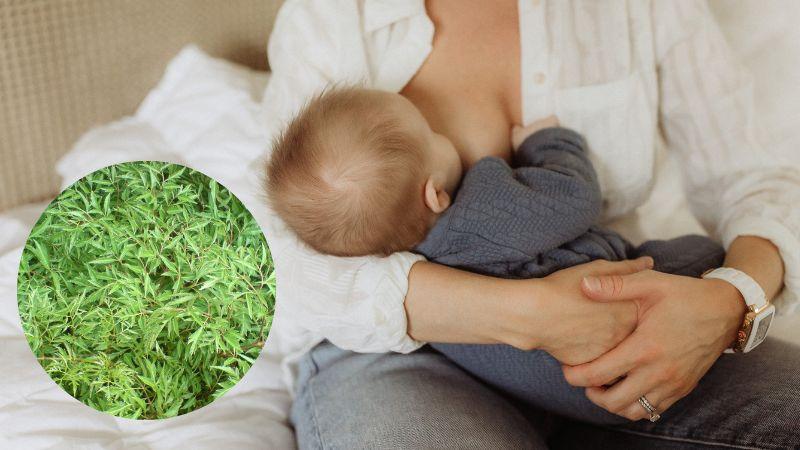 Lá đinh lăng, với những dưỡng chất tuyệt vời, mang lại nhiều lợi ích cho sức khỏe của mẹ sau sinh, giúp cơ thể nhanh chóng hồi phục và khỏe mạnh trở lại.