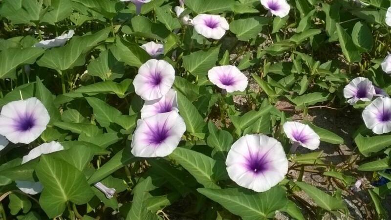 Khám phá chi tiết về đặc điểm, phân loại và cách sử dụng rau muống một cách hoàn chỉnh