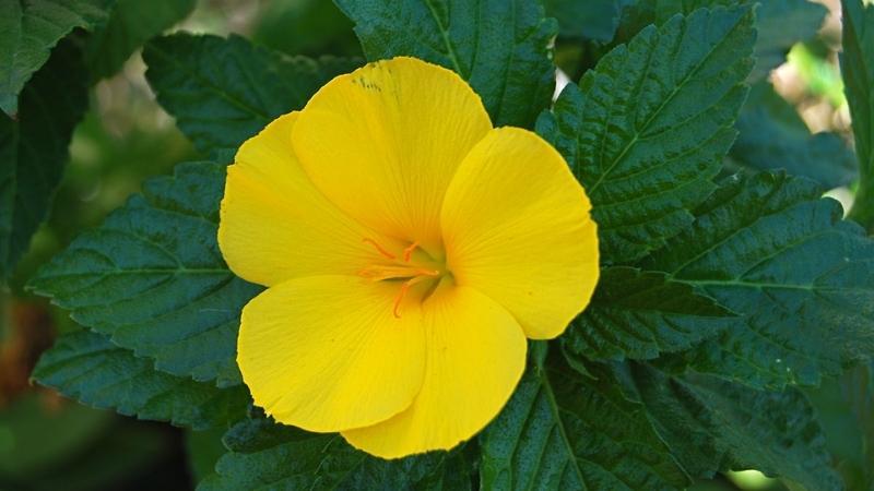 Cây Đông Hầu: Khám phá những ý nghĩa sâu sắc, hình ảnh đặc trưng và cách thức trồng, chăm sóc tại nhà để cây phát triển khỏe mạnh.
