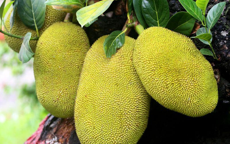 Giá mít Thái ngày 22/3/2024: Có sự thay đổi nhẹ