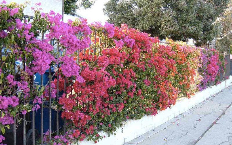 Khám phá vẻ đẹp và ý nghĩa sâu sắc của cây hoa giấy ngũ sắc, cùng cách trồng và chăm sóc loài hoa này để không gian sống của bạn thêm phần tươi mới và ấn tượng.