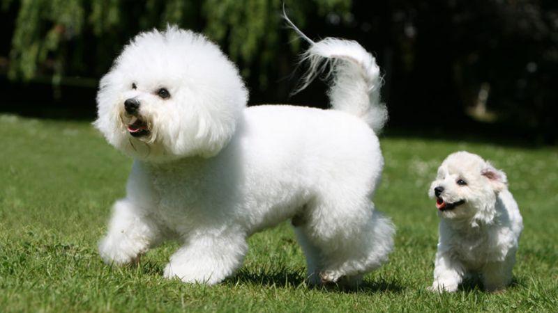 Khám phá nguồn gốc, đặc điểm, phương pháp chăm sóc và giá bán chi tiết của chó Bichon