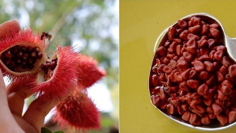 Vì sao các thương hiệu mỹ phẩm lại đặc biệt chú trọng đến dầu màu điều?
