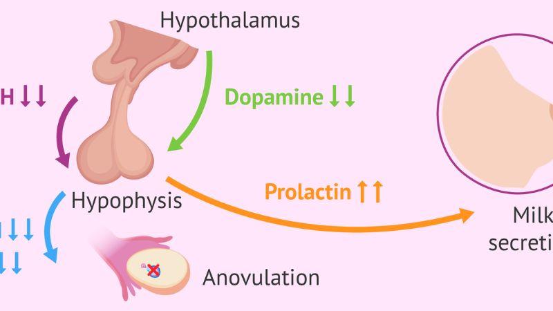 Hormone prolactin là gì? Cùng khám phá vai trò đặc biệt của hormone này đối với sức khỏe của con người.