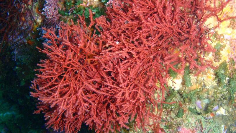 Rêu biển (hay còn gọi là sea moss) mang lại những lợi ích tuyệt vời cho sức khỏe. Vậy nó có tác dụng gì đối với cơ thể?