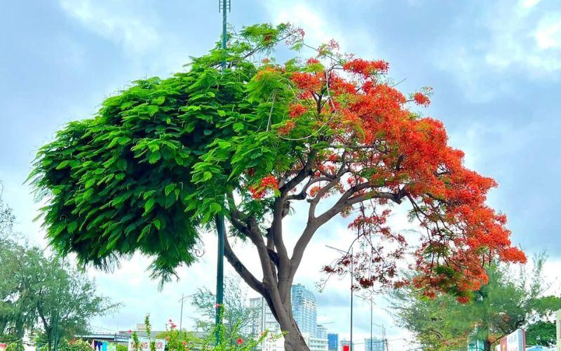 Lập hạ là gì và khi nào diễn ra trong năm 2023? Hãy cùng khám phá những điều thú vị về ngày Lập hạ.