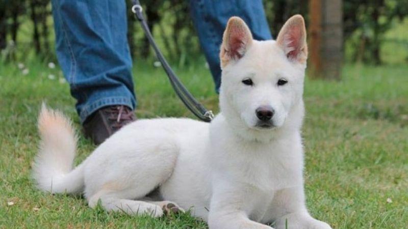 Chó Jindo là một giống chó đặc biệt, nổi bật với những đặc điểm riêng biệt. Hãy cùng khám phá về giống chó này, từ ngoại hình đến cách chăm sóc và giá trị của nó.