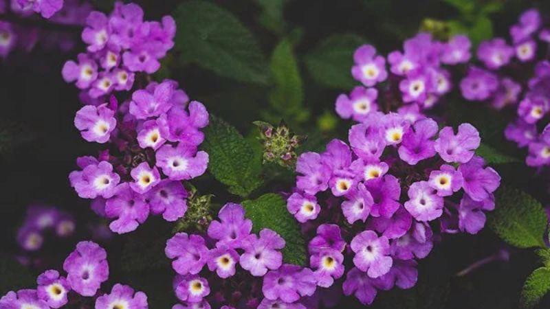 Hoa ngũ sắc tím mang đến vẻ đẹp duyên dáng và đầy bí ẩn. Vậy hoa này có ý nghĩa gì, và làm thế nào để trồng chúng tại nhà?