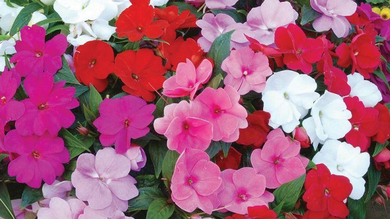 Hoa ngọc thảo: Khám phá vẻ đẹp, ý nghĩa và phương pháp trồng, chăm sóc tại nhà