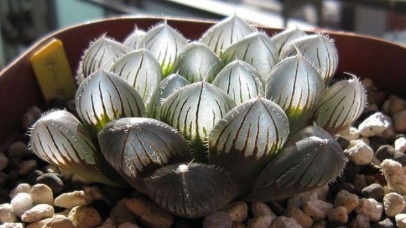 Khám phá mọi điều về sen đá kim cương, loài cây được yêu thích rộng rãi