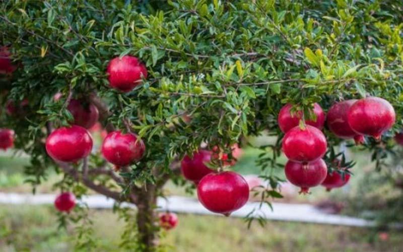 Cây lựu trong phong thủy là biểu tượng của sự may mắn và tài lộc, mang đến nguồn năng lượng tích cực cho gia đình.