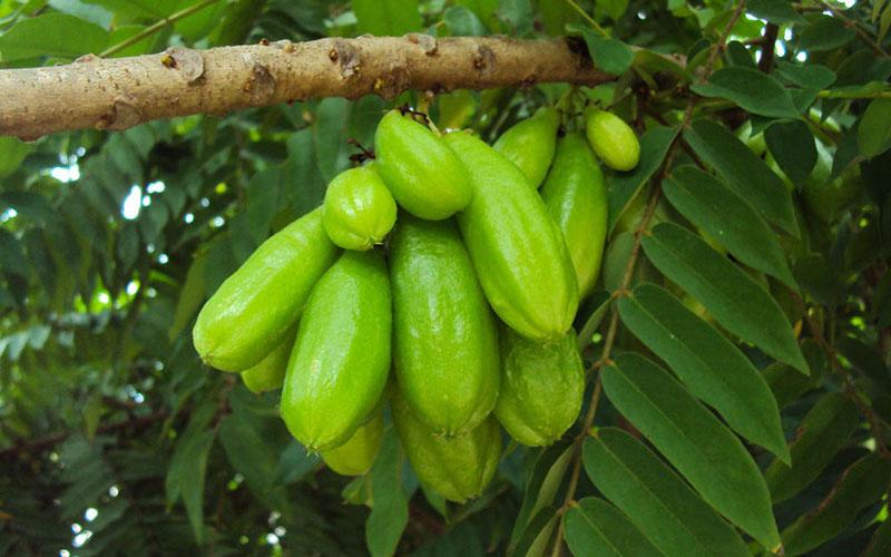 Có một loại quả có vị chua gắt hơn cả chanh, khiến ai nhìn thấy cũng không thể kiềm lòng được, nhưng ít ai biết đến tên của nó.