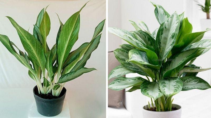 Cây giữ tiền: Loài cây nhỏ nhắn, xinh đẹp với ý nghĩa phong thủy sâu sắc. Khám phá về đặc điểm, hình ảnh và cách chăm sóc cây giữ tiền ngay tại ngôi nhà của bạn để mang lại tài lộc, may mắn.