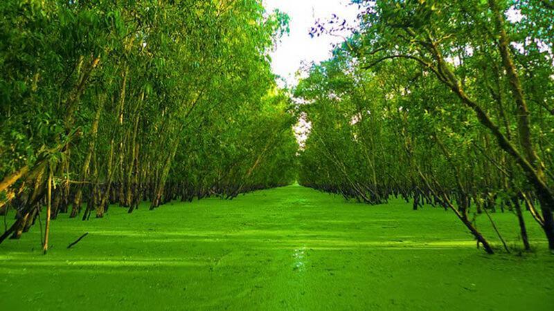 Khám phá vẻ đẹp thơ mộng của rừng tràm Trà Sư ở An Giang, nơi sắc xanh ngập tràn, khiến lòng người mê đắm và thư thái.