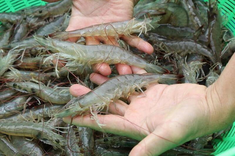 Khám phá bí quyết chọn tôm tươi ngon và những phương pháp bảo quản tôm giữ được độ tươi lâu dài từ các đầu bếp chuyên nghiệp.