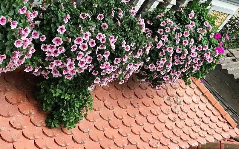 Hoa dạ yến thảo: Ý nghĩa, cách trồng và chăm sóc để hoa luôn nở đều, đẹp và lâu bền