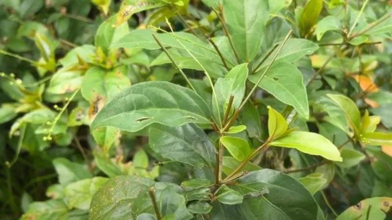 Loại lá gia vị quý hiếm chỉ có ở Phú Yên, rất khó tìm mua