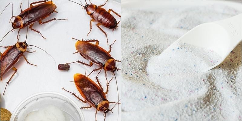 Tiêu diệt gián khỏi ngôi nhà chỉ với vài muỗng bột giặt