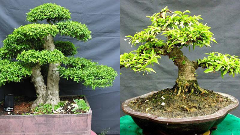 Khám phá cách trồng, ý nghĩa sâu sắc và những lợi ích bất ngờ từ cây mai chiếu thủy mà không phải ai cũng biết.