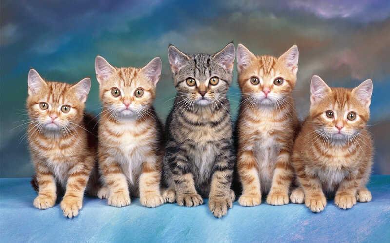 Tuổi thọ của mèo là bao nhiêu và làm sao để tính tuổi mèo một cách chính xác nhất?