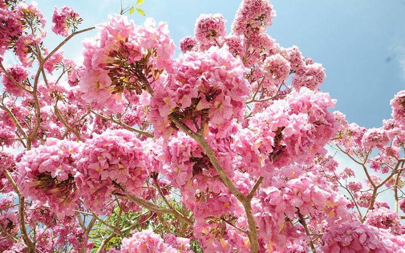Hãy thưởng ngoạn vẻ đẹp hoa kèn hồng đang khoe sắc trên các con phố Sài Gòn