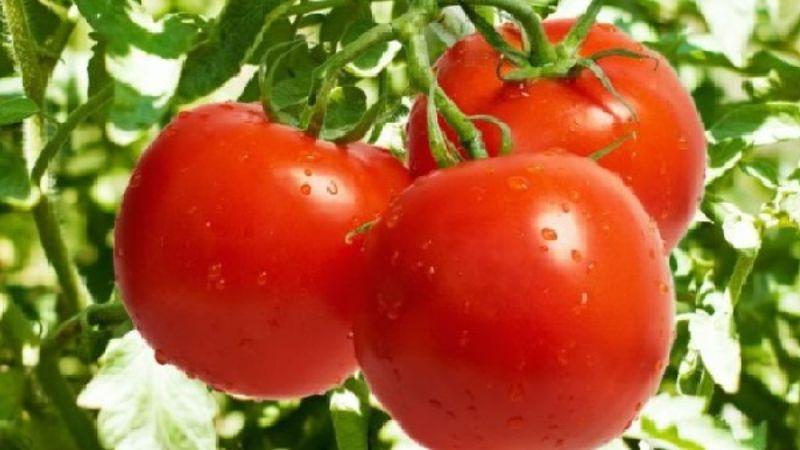 Thử đông đá cà chua nguyên trái và bạn sẽ không khỏi ngạc nhiên với những hiệu quả tuyệt vời mà nó mang lại.