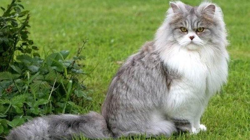 Khám phá đặc điểm và cách chăm sóc mèo Anh lông dài