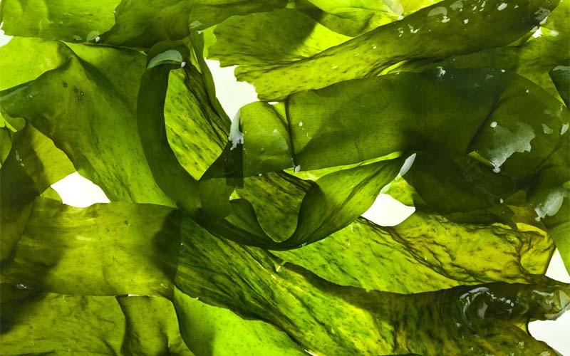 Chiết xuất rong biển (Seaweed Extract) là gì? Những lợi ích tuyệt vời của nó đối với sức khỏe là gì?