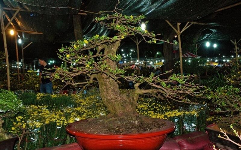 6 cây mai vàng nổi bật, sở hữu giá trị cao nhất tại Việt Nam.