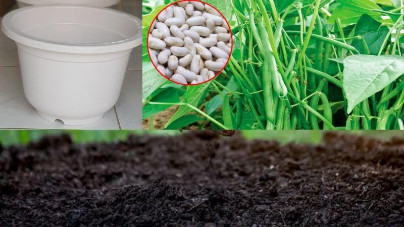 Khám phá phương pháp trồng đậu que trong chậu đạt năng suất cao, ít sâu bệnh, mang đến mùa thu hoạch tuyệt vời cho khu vườn nhỏ của bạn.