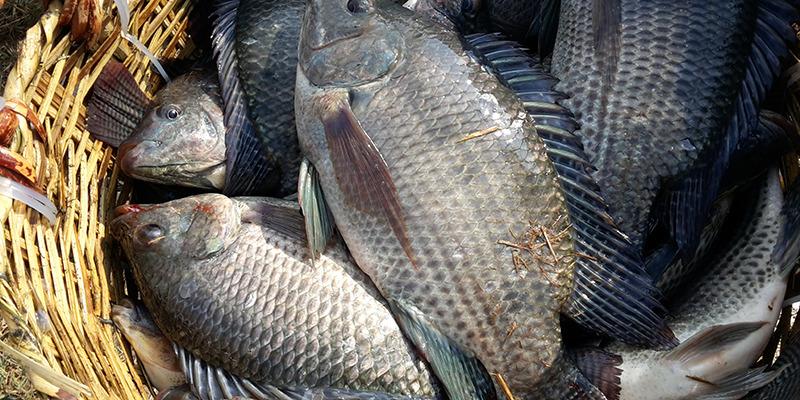 Bí quyết kho cá ngon, không còn mùi tanh