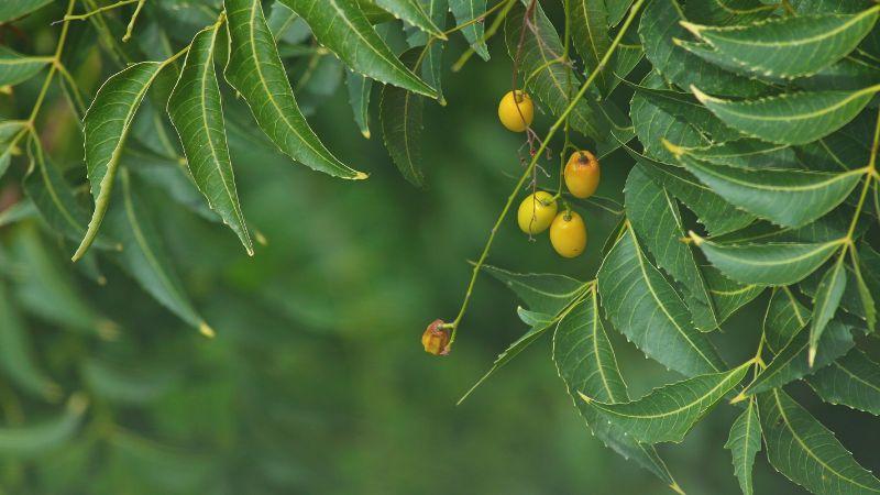 Lá neem Ấn Độ là gì? Tìm hiểu về đặc điểm, công dụng và cách sử dụng hiệu quả của loại lá này