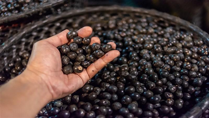 Acai berry - món quà kỳ diệu từ thiên nhiên cho làn da tươi trẻ