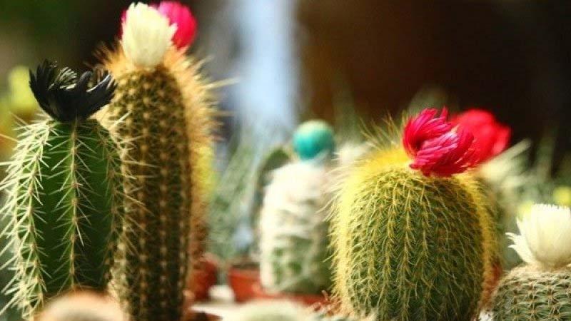 Gợi ý những loài cây tuyệt vời cho ban công thiếu ánh sáng, mang lại không gian xanh mát và thư giãn