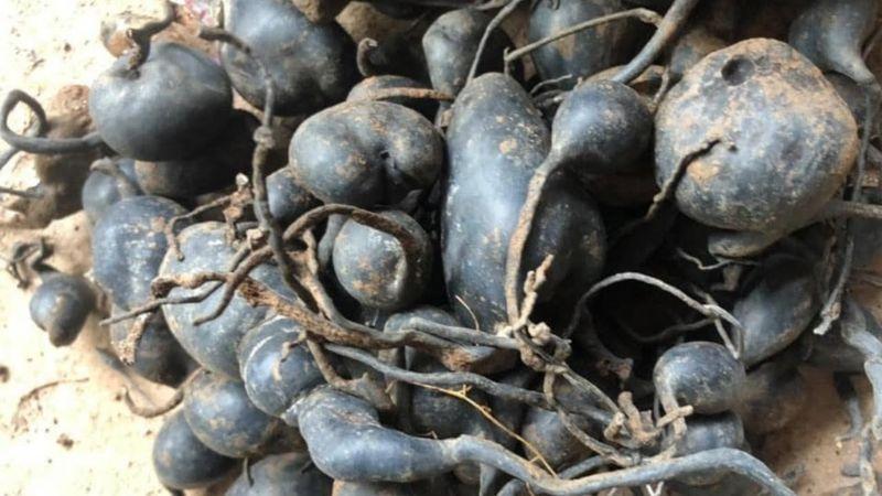 Loài nấm có hình dạng giống quả trứng bách thảo, nhưng giá trị của nó lại lên tới gần 700 triệu đồng.