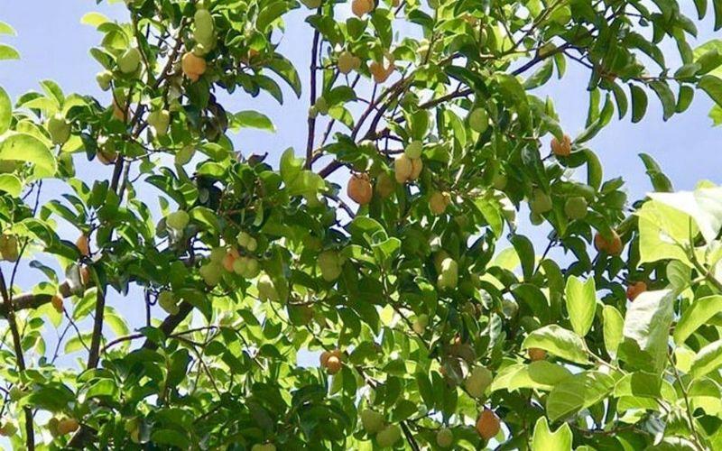 Loại quả với cái tên lạ kỳ này, khi chín, thường mọc dày đặc trong rừng và khiến người dân không thể ngừng mua, mang về những giỏ đầy để thưởng thức hương vị độc đáo.