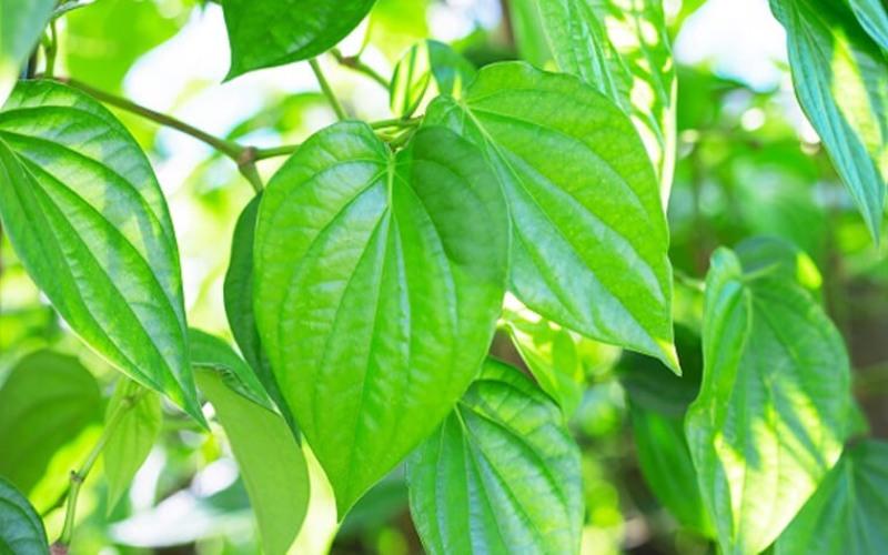 Phương pháp chữa đau mắt đỏ bằng lá trầu không liệu có thực sự mang lại hiệu quả?