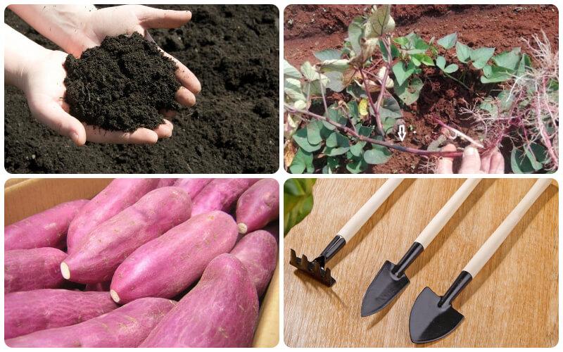 Khám phá cách trồng khoai lang tại nhà để thu hoạch củ ngọt và bổ dưỡng
