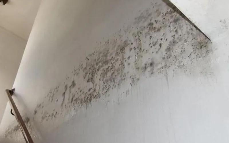 Nấm mốc trong nhà có các màu sắc này, bạn cần xử lý ngay!