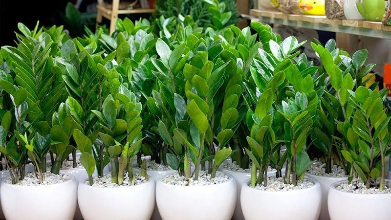 Khám phá 8 cây phát lộc để bàn thờ, tài lộc như nước chảy vào nhà