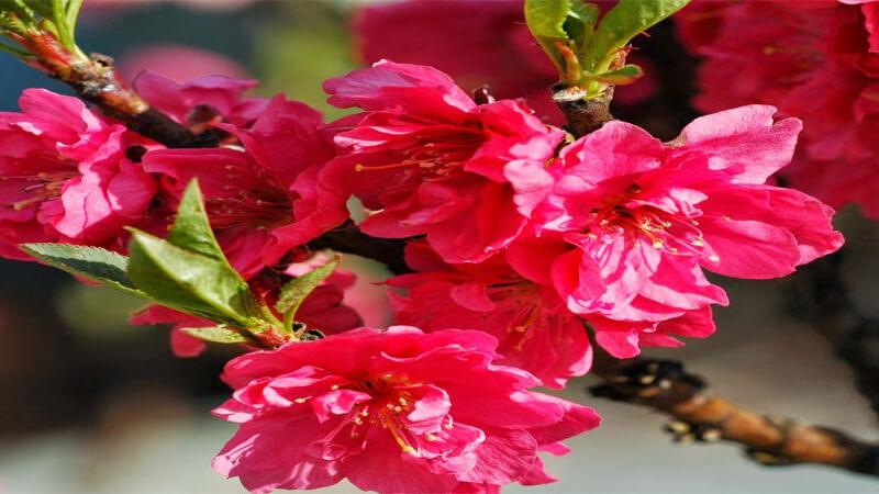 Hoa đào mang một ý nghĩa đặc biệt trong dịp Tết cổ truyền, là biểu tượng của sự may mắn, sự khởi đầu mới mẻ và tươi sáng. Loài hoa này đã gắn liền với những phong tục và giá trị văn hóa trong suốt nhiều thế kỷ qua.