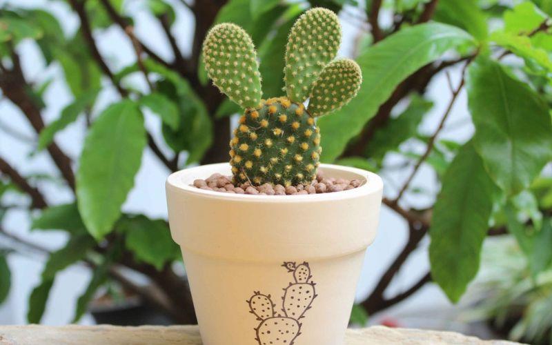 Khám phá những loại cây phong thủy phù hợp giúp người tuổi Thìn thu hút may mắn và tài lộc vào cuộc sống.