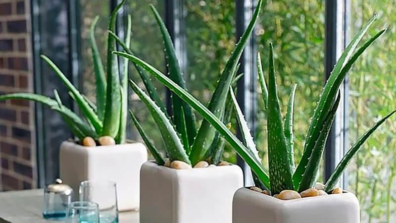 Khám phá 5 loại cây giúp ngôi nhà luôn thoáng mát, dễ chịu