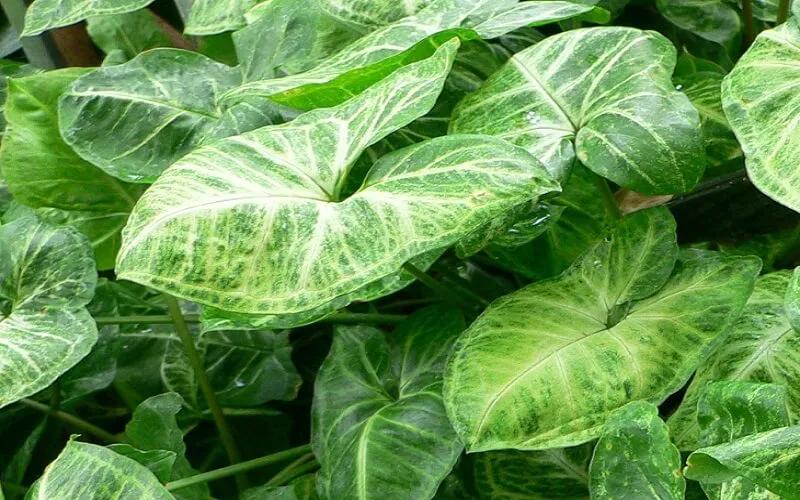 Cây tróc bạc: Ý nghĩa, hình ảnh, và cách trồng, chăm sóc tại nhà