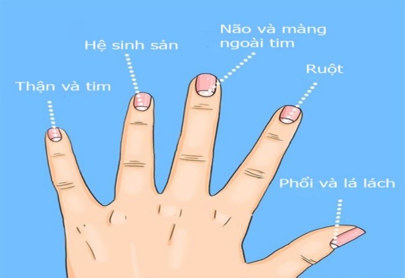 Khám phá sức khỏe qua hình bán nguyệt trên móng tay, một dấu hiệu ít ai chú ý nhưng lại vô cùng quan trọng. Cùng tìm hiểu những biểu hiện thú vị qua những thông tin dưới đây.