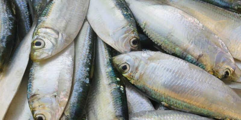 Mẹo làm phi lê cá trích tươi ngon, trộn gỏi cá tuyệt hảo